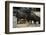 White-Lipped Peccary at Saltlick, Yasuni, Amazon Rainforest, Ecuador-Pete Oxford-Framed Photographic Print