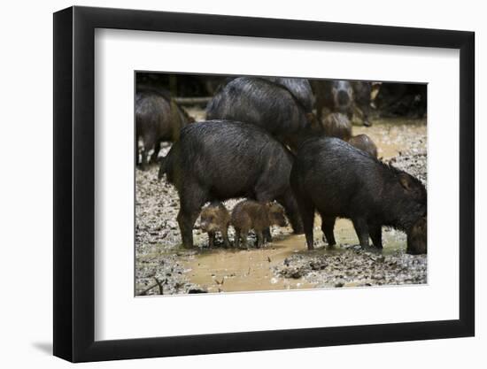 White-Lipped Peccary at Saltlick, Yasuni, Amazon Rainforest, Ecuador-Pete Oxford-Framed Photographic Print