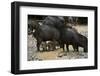 White-Lipped Peccary at Saltlick, Yasuni, Amazon Rainforest, Ecuador-Pete Oxford-Framed Photographic Print