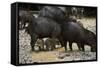 White-Lipped Peccary at Saltlick, Yasuni, Amazon Rainforest, Ecuador-Pete Oxford-Framed Stretched Canvas