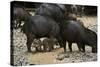 White-Lipped Peccary at Saltlick, Yasuni, Amazon Rainforest, Ecuador-Pete Oxford-Stretched Canvas