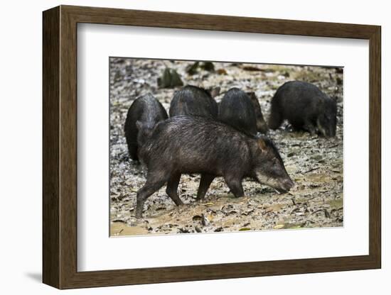 White-Lipped Peccary at Saltlick, Yasuni, Amazon Rainforest, Ecuador-Pete Oxford-Framed Photographic Print