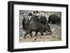 White-Lipped Peccary at Saltlick, Yasuni, Amazon Rainforest, Ecuador-Pete Oxford-Framed Photographic Print