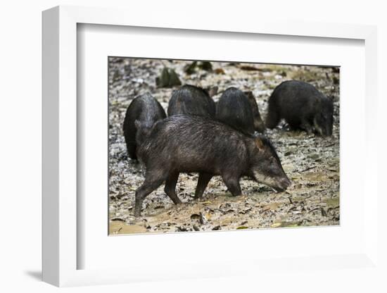 White-Lipped Peccary at Saltlick, Yasuni, Amazon Rainforest, Ecuador-Pete Oxford-Framed Photographic Print