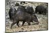 White-Lipped Peccary at Saltlick, Yasuni, Amazon Rainforest, Ecuador-Pete Oxford-Mounted Photographic Print