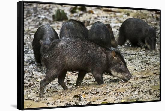 White-Lipped Peccary at Saltlick, Yasuni, Amazon Rainforest, Ecuador-Pete Oxford-Framed Stretched Canvas