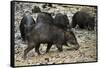 White-Lipped Peccary at Saltlick, Yasuni, Amazon Rainforest, Ecuador-Pete Oxford-Framed Stretched Canvas