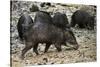 White-Lipped Peccary at Saltlick, Yasuni, Amazon Rainforest, Ecuador-Pete Oxford-Stretched Canvas