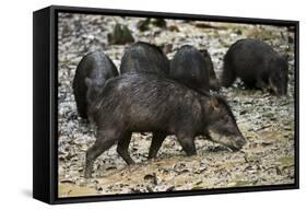 White-Lipped Peccary at Saltlick, Yasuni, Amazon Rainforest, Ecuador-Pete Oxford-Framed Stretched Canvas