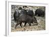 White-Lipped Peccary at Saltlick, Yasuni, Amazon Rainforest, Ecuador-Pete Oxford-Framed Photographic Print