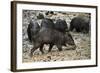 White-Lipped Peccary at Saltlick, Yasuni, Amazon Rainforest, Ecuador-Pete Oxford-Framed Photographic Print