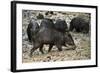 White-Lipped Peccary at Saltlick, Yasuni, Amazon Rainforest, Ecuador-Pete Oxford-Framed Photographic Print