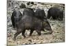 White-Lipped Peccary at Saltlick, Yasuni, Amazon Rainforest, Ecuador-Pete Oxford-Mounted Photographic Print