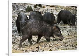 White-Lipped Peccary at Saltlick, Yasuni, Amazon Rainforest, Ecuador-Pete Oxford-Framed Photographic Print