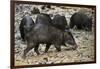 White-Lipped Peccary at Saltlick, Yasuni, Amazon Rainforest, Ecuador-Pete Oxford-Framed Photographic Print