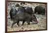 White-Lipped Peccary at Saltlick, Yasuni, Amazon Rainforest, Ecuador-Pete Oxford-Framed Photographic Print