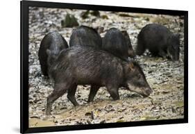 White-Lipped Peccary at Saltlick, Yasuni, Amazon Rainforest, Ecuador-Pete Oxford-Framed Photographic Print