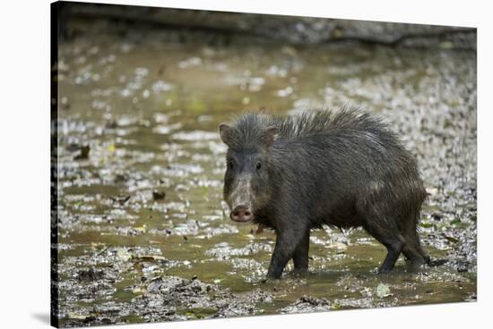 White-Lipped Peccary at Saltlick, Yasuni, Amazon Rainforest, Ecuador-Pete Oxford-Stretched Canvas