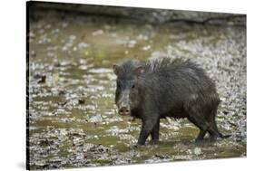 White-Lipped Peccary at Saltlick, Yasuni, Amazon Rainforest, Ecuador-Pete Oxford-Stretched Canvas