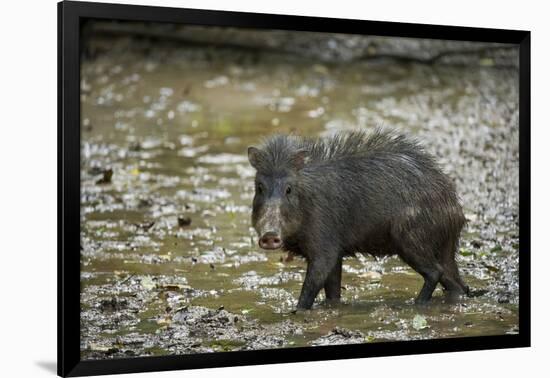 White-Lipped Peccary at Saltlick, Yasuni, Amazon Rainforest, Ecuador-Pete Oxford-Framed Photographic Print