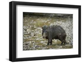 White-Lipped Peccary at Saltlick, Yasuni, Amazon Rainforest, Ecuador-Pete Oxford-Framed Photographic Print