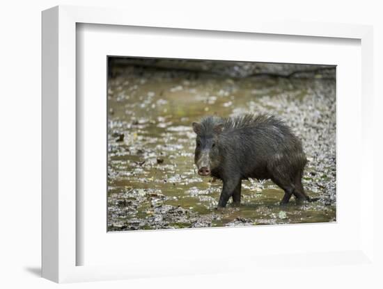 White-Lipped Peccary at Saltlick, Yasuni, Amazon Rainforest, Ecuador-Pete Oxford-Framed Photographic Print