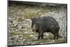 White-Lipped Peccary at Saltlick, Yasuni, Amazon Rainforest, Ecuador-Pete Oxford-Mounted Photographic Print