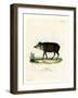 White-Lipped Peccary-null-Framed Giclee Print