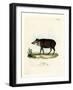 White-Lipped Peccary-null-Framed Giclee Print