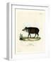 White-Lipped Peccary-null-Framed Giclee Print
