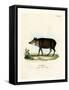 White-Lipped Peccary-null-Framed Stretched Canvas