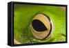 White Lipped Tree Frog Close Up of Eye-null-Framed Stretched Canvas