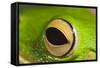 White Lipped Tree Frog Close Up of Eye-null-Framed Stretched Canvas