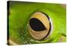 White Lipped Tree Frog Close Up of Eye-null-Stretched Canvas