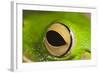 White Lipped Tree Frog Close Up of Eye-null-Framed Photographic Print