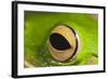 White Lipped Tree Frog Close Up of Eye-null-Framed Photographic Print