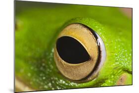 White Lipped Tree Frog Close Up of Eye-null-Mounted Photographic Print