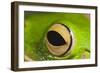 White Lipped Tree Frog Close Up of Eye-null-Framed Photographic Print