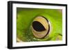 White Lipped Tree Frog Close Up of Eye-null-Framed Photographic Print