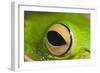 White Lipped Tree Frog Close Up of Eye-null-Framed Photographic Print