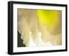 White Lisianthus II-Jonathan Nourock-Framed Photographic Print