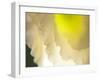 White Lisianthus II-Jonathan Nourock-Framed Photographic Print