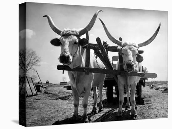 White Long-Horned Steers Teamed Up Like Oxen to Pull a Hay Wagon on the Anyala Farm-Margaret Bourke-White-Stretched Canvas