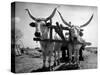 White Long-Horned Steers Teamed Up Like Oxen to Pull a Hay Wagon on the Anyala Farm-Margaret Bourke-White-Stretched Canvas