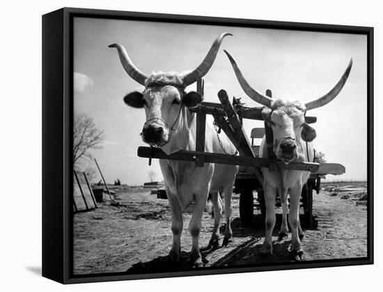 White Long-Horned Steers Teamed Up Like Oxen to Pull a Hay Wagon on the Anyala Farm-Margaret Bourke-White-Framed Stretched Canvas