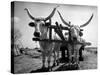 White Long-Horned Steers Teamed Up Like Oxen to Pull a Hay Wagon on the Anyala Farm-Margaret Bourke-White-Stretched Canvas