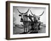 White Long-Horned Steers Teamed Up Like Oxen to Pull a Hay Wagon on the Anyala Farm-Margaret Bourke-White-Framed Photographic Print