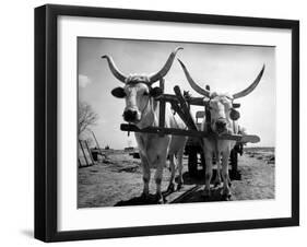 White Long-Horned Steers Teamed Up Like Oxen to Pull a Hay Wagon on the Anyala Farm-Margaret Bourke-White-Framed Photographic Print