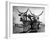 White Long-Horned Steers Teamed Up Like Oxen to Pull a Hay Wagon on the Anyala Farm-Margaret Bourke-White-Framed Photographic Print