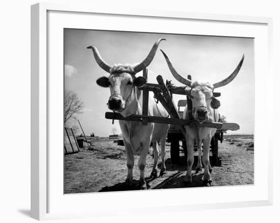 White Long-Horned Steers Teamed Up Like Oxen to Pull a Hay Wagon on the Anyala Farm-Margaret Bourke-White-Framed Photographic Print